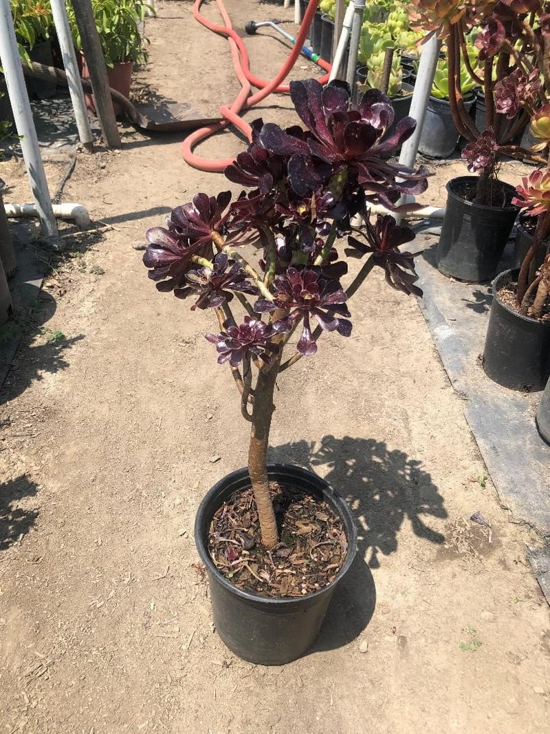 Photo for Aeonium arboreum 'Zwartkop' (Black Rose Aeonium)