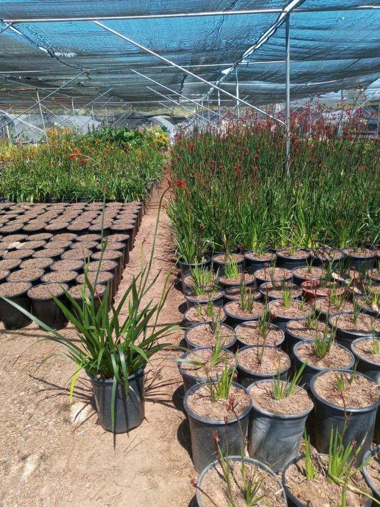 Photo for Anigozanthos flavidus 'Big Red' (Red Kangaroo Paw)
