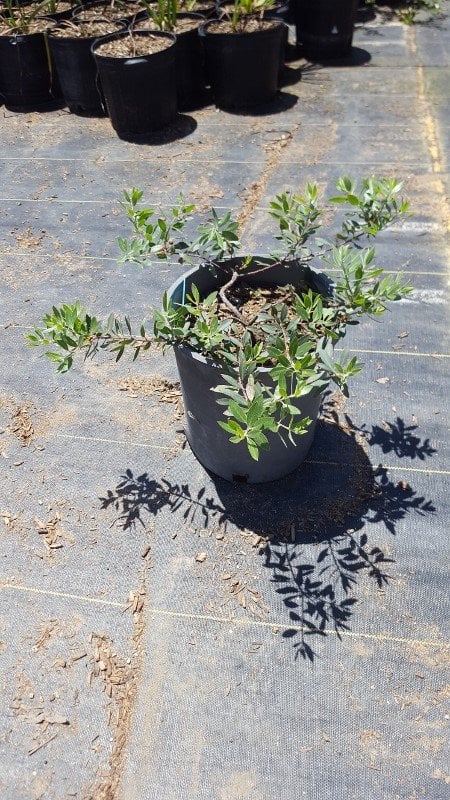 Photo for Arctostaphylos ‘Pacific Mist’ (Pacific Mist Manzanita)