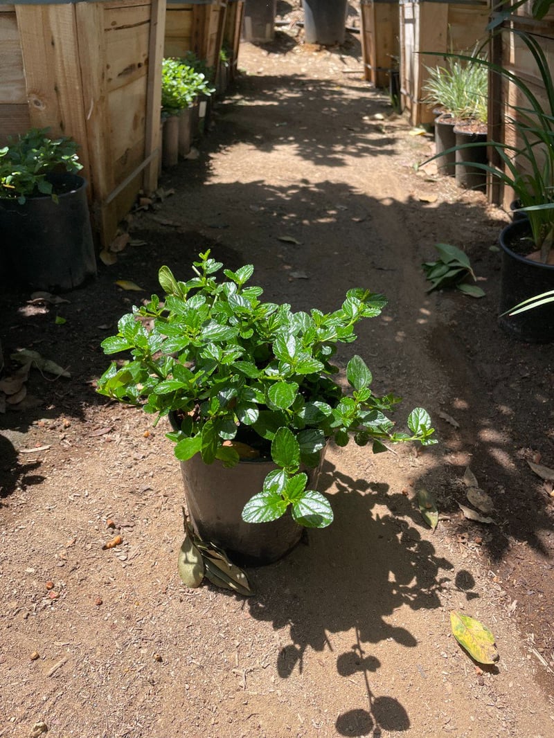 Photo for Ceanothus griseus horizontalis (Carmel Creeper, Wild Lilac)