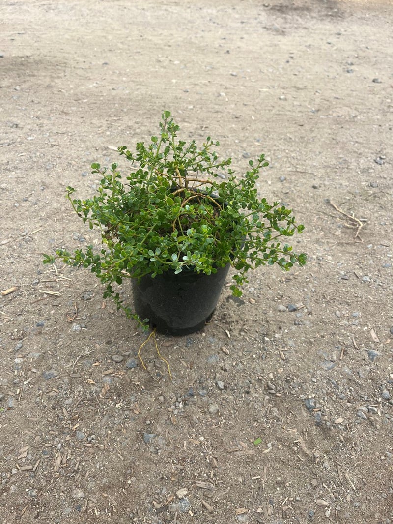 Photo for Baccharis pilularis 'Pigeon Point' (Pigeon Point Dwarf Coyote Brush)