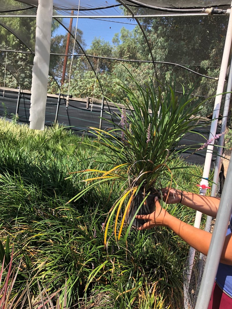 Photo for Liriope muscari (Lily Turf)