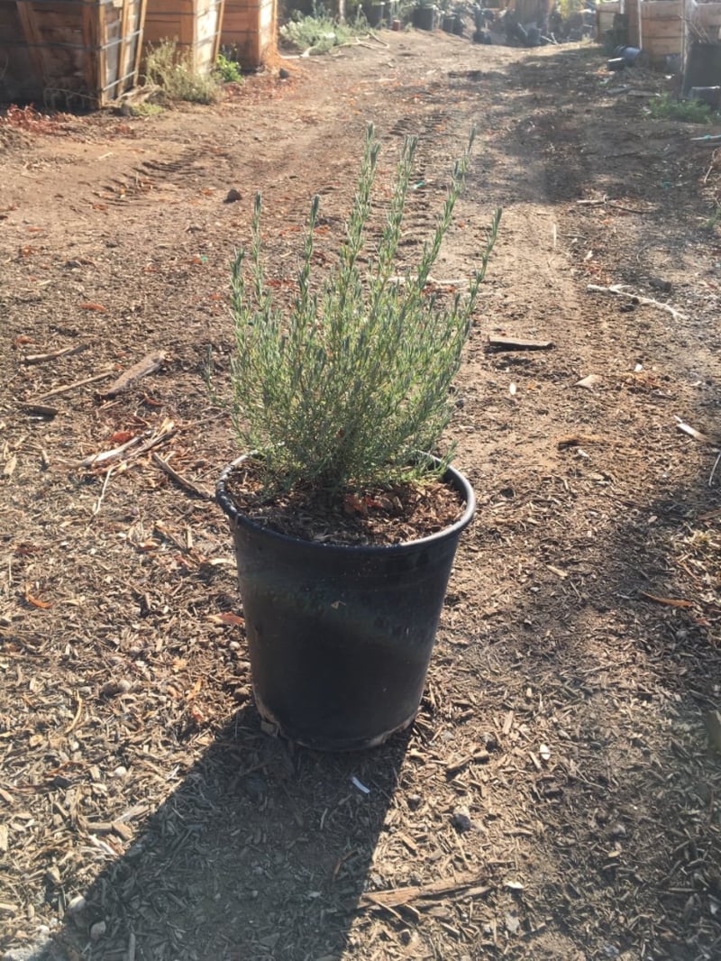 Photo for Lavandula stoechas (Spanish Lavender)