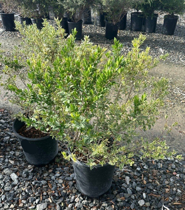 Photo for Myrtus communis 'Variegata' (Variegated Myrtle)