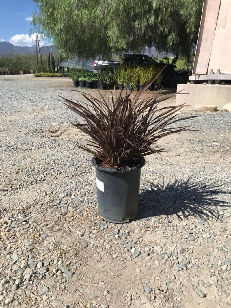 Photo for Phormium x 'Bronze Baby' (Bronze Baby New Zealand Flax)