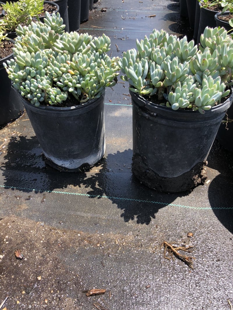 Photo for Senecio serpens (Blue Chalksticks)