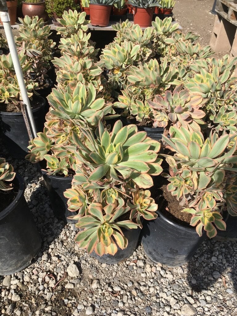 Photo for Aeonium 'Sunburst' (Copper Pinwheel)