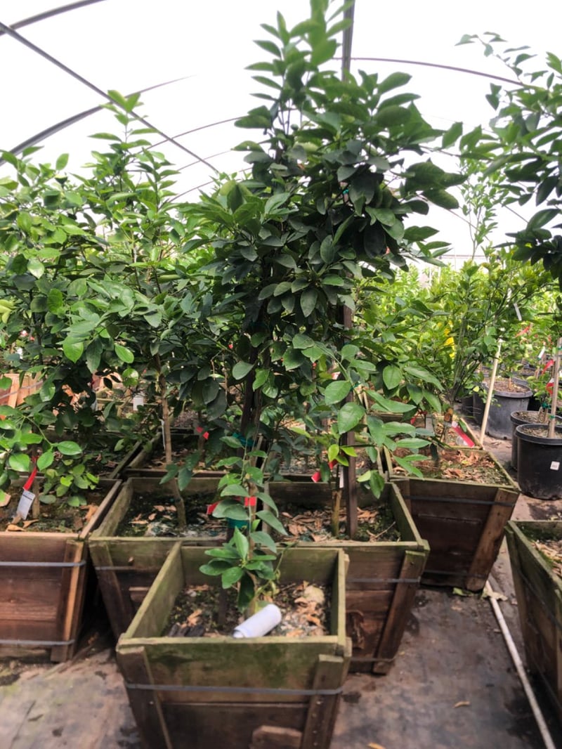 Photo for Citrus Lime 'Bears' (Bearss Lime)