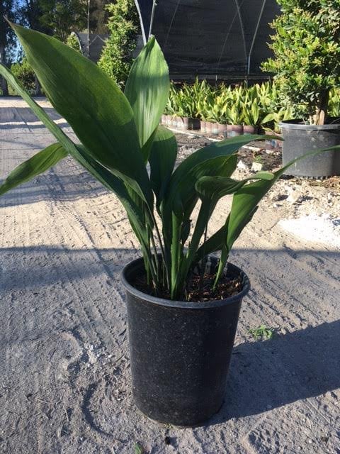 Photo for Aspidistra elatior (Cast Iron Plant)