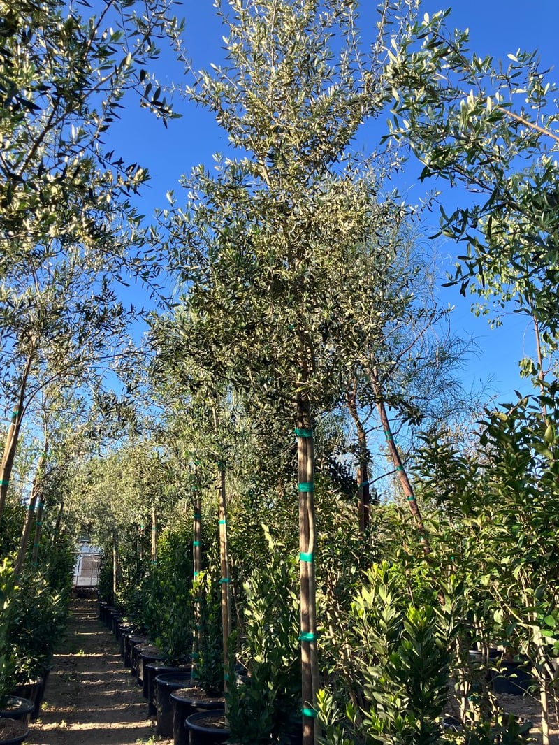 Photo for Olea europaea (Standard) (Olive Tree)