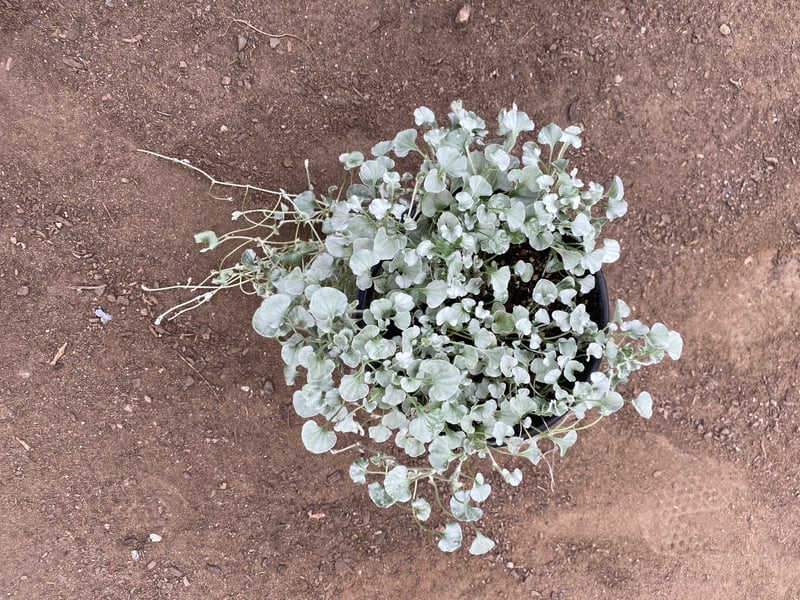 Photo for Dichondra argentea 'Silver Falls' (Silver Dichondra)