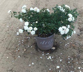 Photo for Rosa 'Flower Carpet White' (Flower Carpet White Rose)