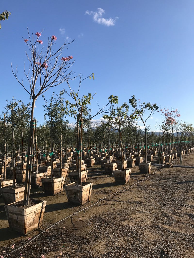 Photo for Tabebuia impetiginosa (Handroanthus impetiginosus) (Standard) (Pink Trumpet Tree)