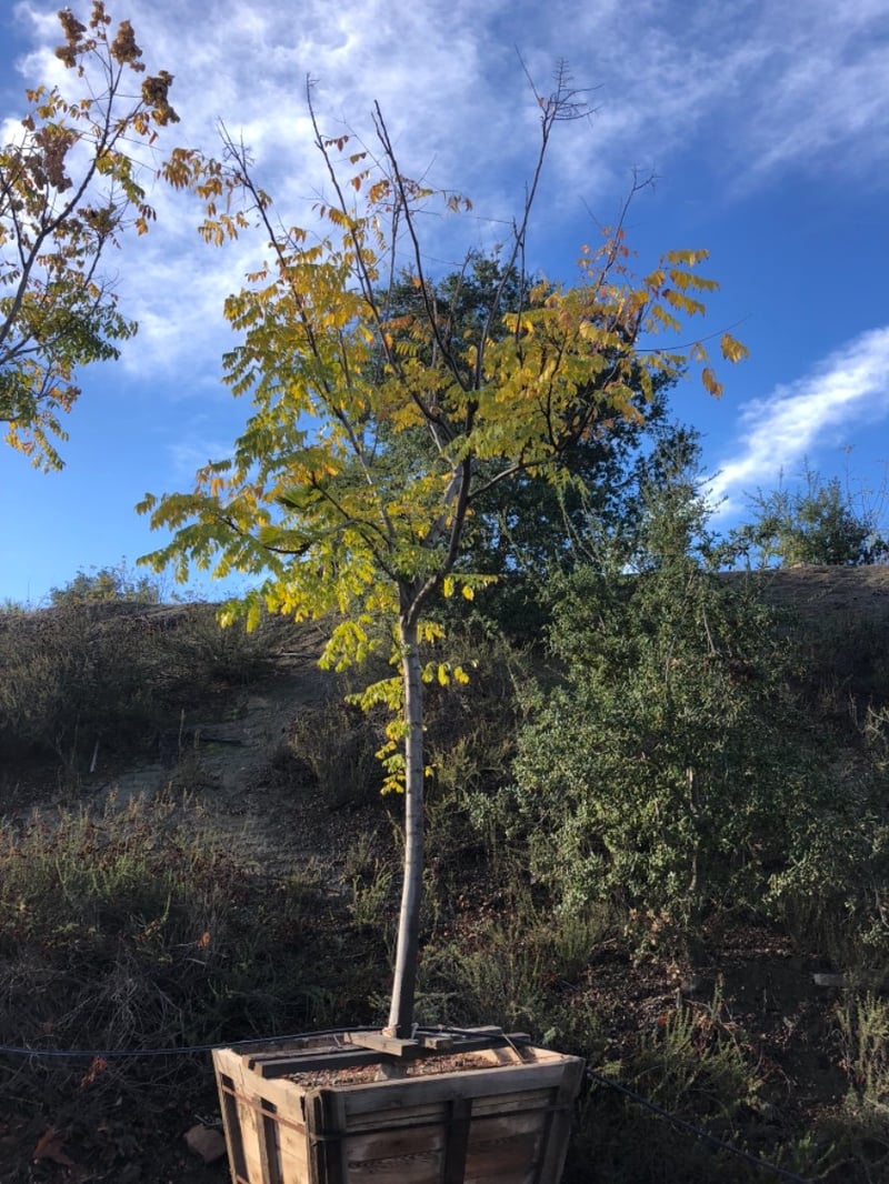 Photo for Koelreuteria bipinnata (Standard) (Chinese Flame Tree)