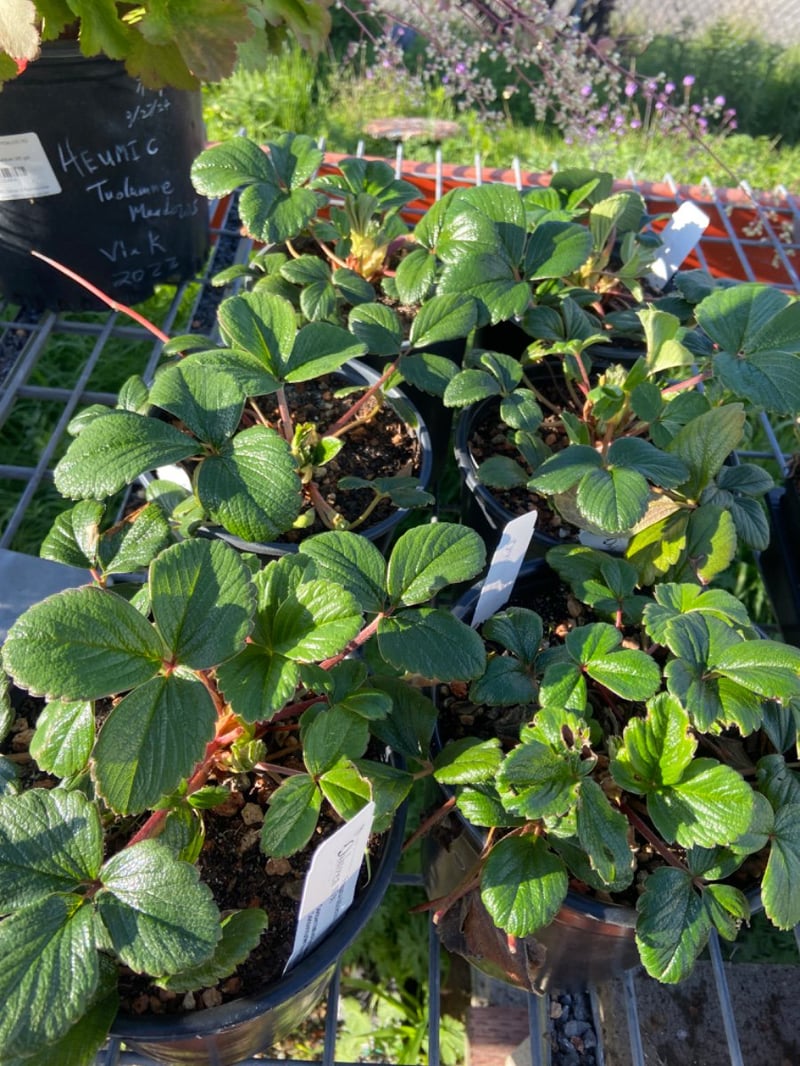 Photo for Fragaria chiloensis (Beach Strawberry)