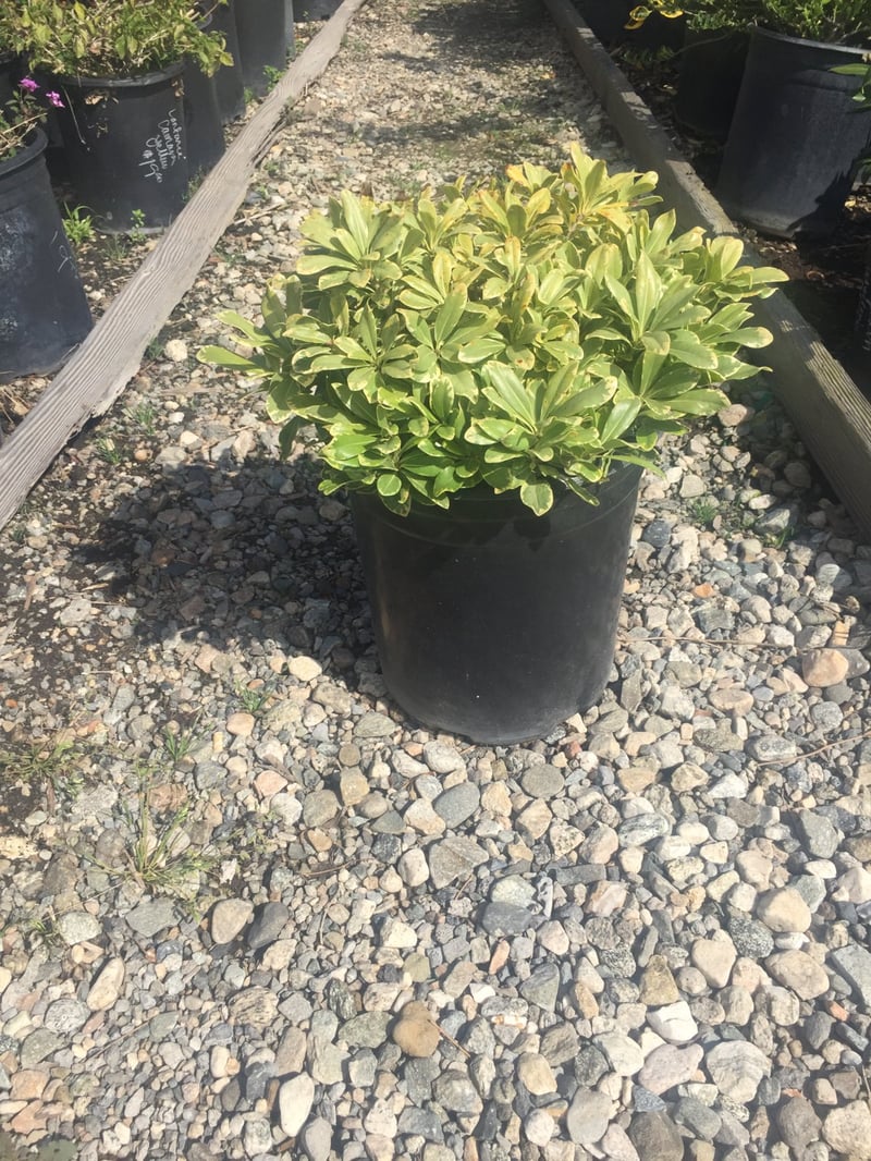 Photo for Pittosporum tobira 'Shima' (Cream De Mint Dwarf Mock Orange)