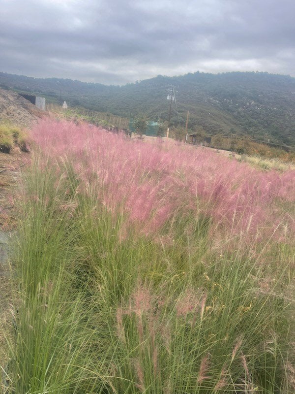 Photo for Muhlenbergia capillaris (Pink Muhly, Gulf Muhly)
