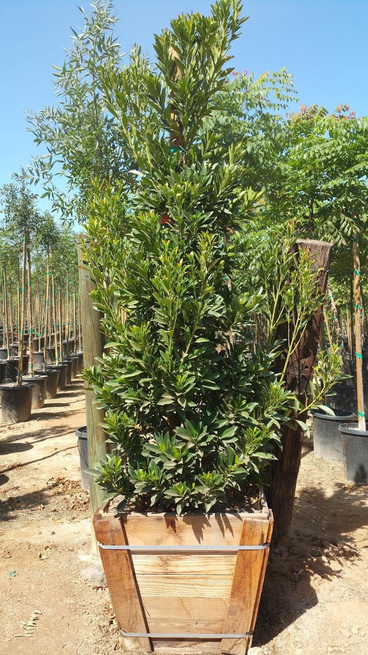 Photo for Elaeocarpus decipiens ‘MonProud’ (Little Emporer Japanese Blueberry)