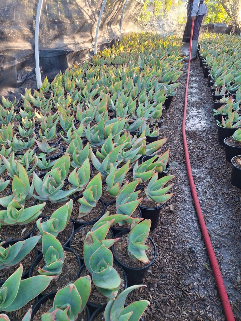 Photo for Aloe aristata (Lace aloe)