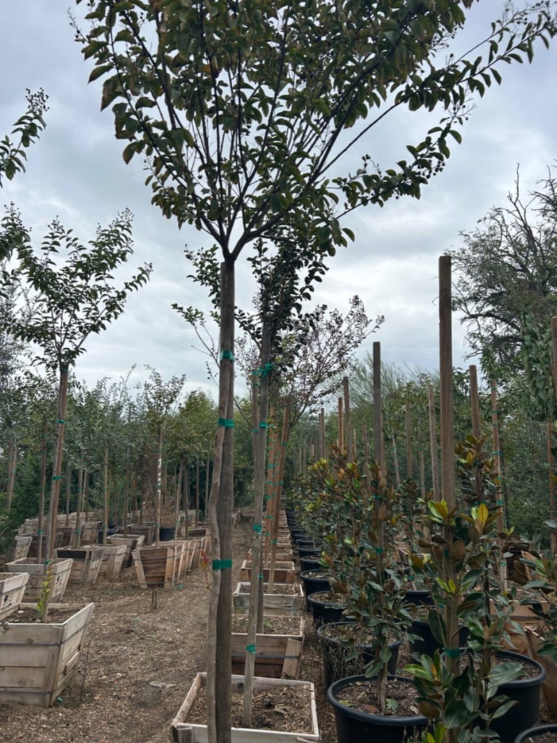 Photo for Lagerstroemia indica 'Watermelon Red' (Watermelon Red Crape Myrtle)