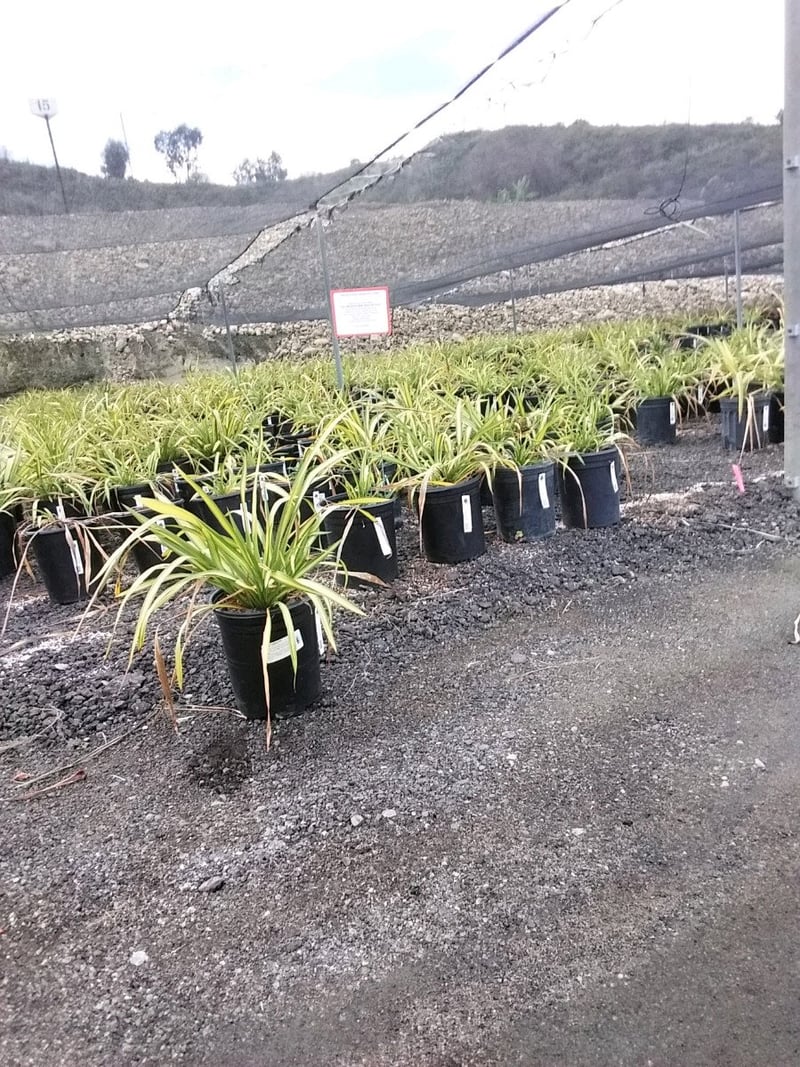 Photo for Phormium x 'Yellow Wave' (Yellow Wave New Zealand Flax)