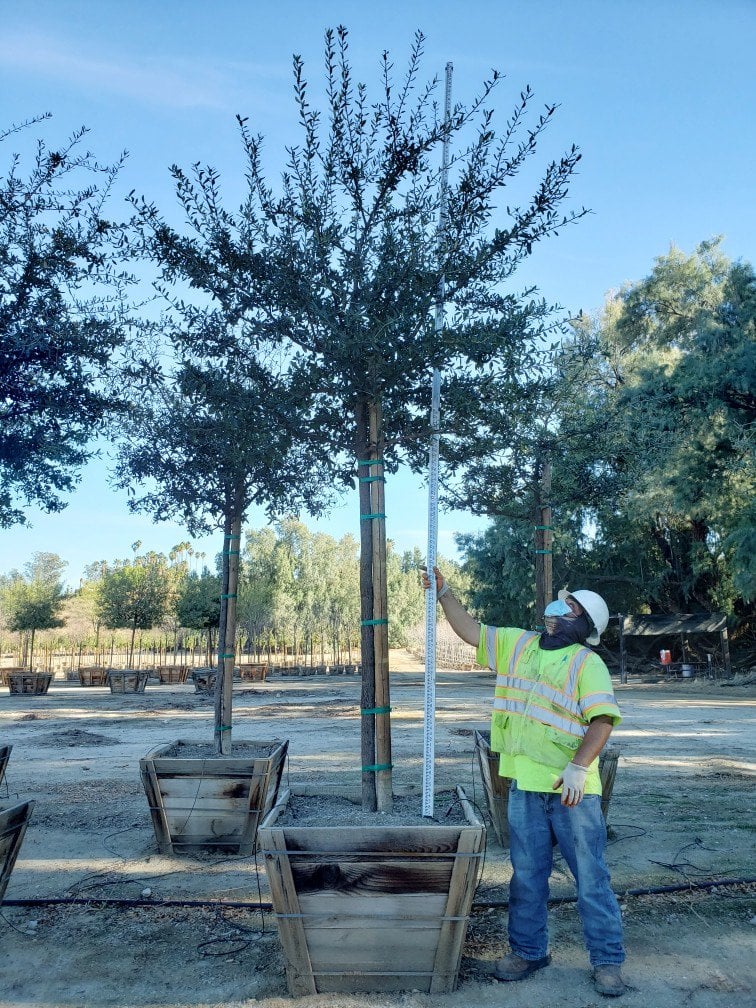 Photo for Quercus virginiana (Southern Live Oak)