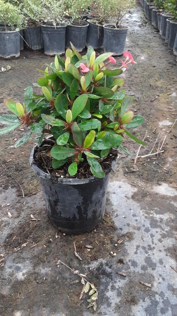 Photo for Euphorbia milii (Crown of Thorns)