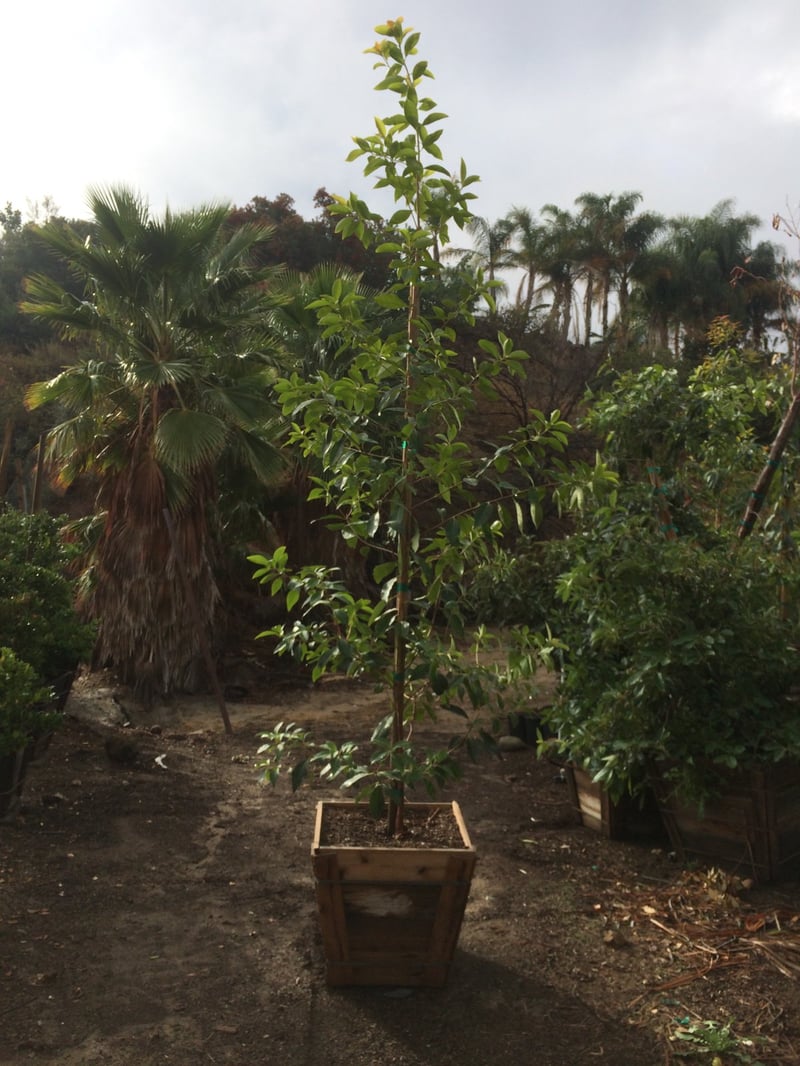 Photo for Lophostemon confertus (Tristania conferta) (Brisbane Box)