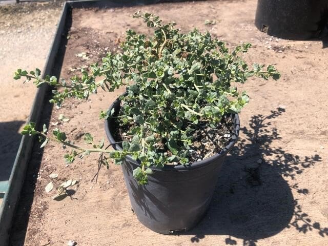 Photo for Baccharis pilularis 'Pigeon Point' (Pigeon Point Dwarf Coyote Brush)