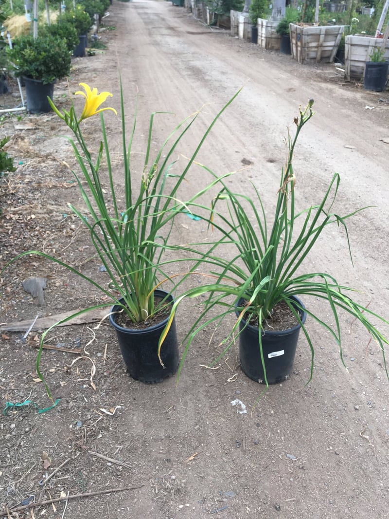 Photo for Hemerocallis 'Yellow' (Yellow Daylily)