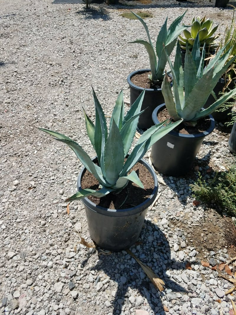 Photo for Agave americana (Century Plant)