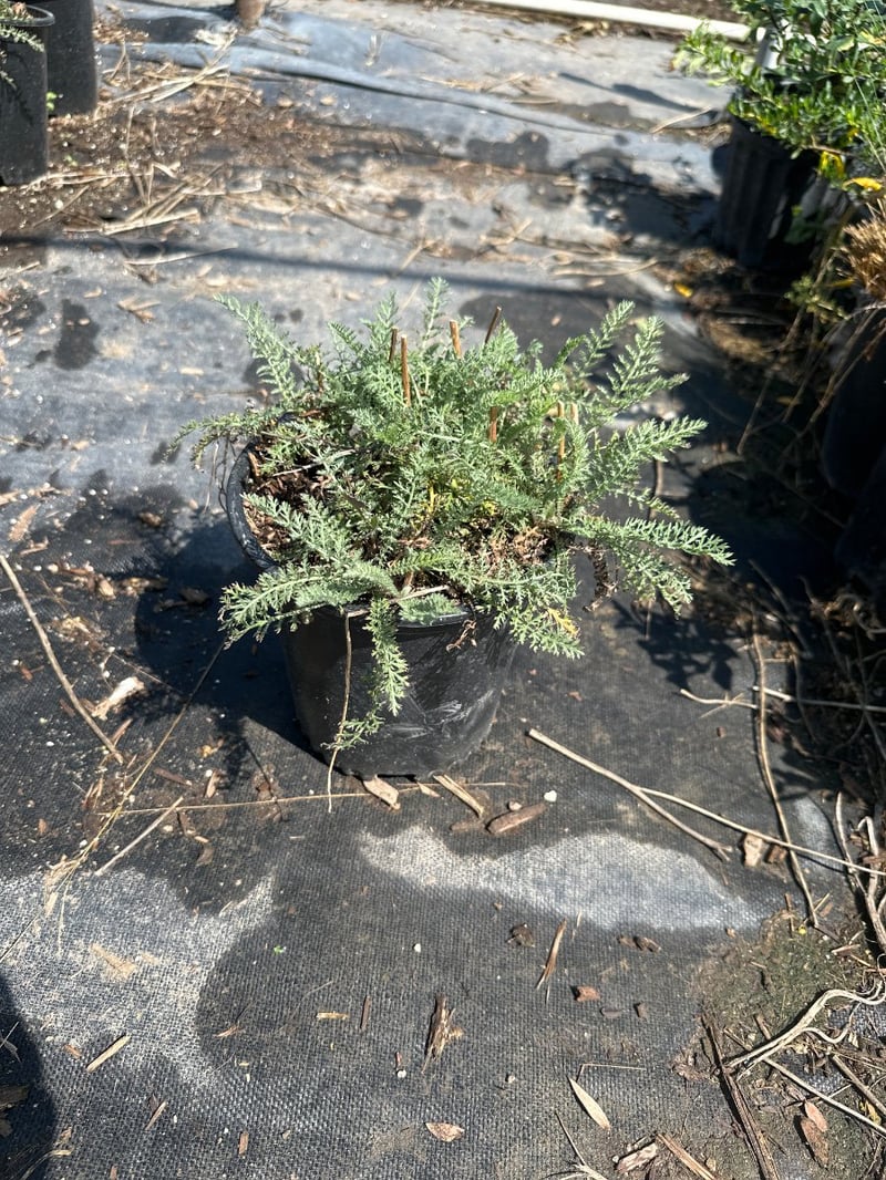 Photo for Achillea millefolium 'Paprika' (Paprika Common Yarrow)