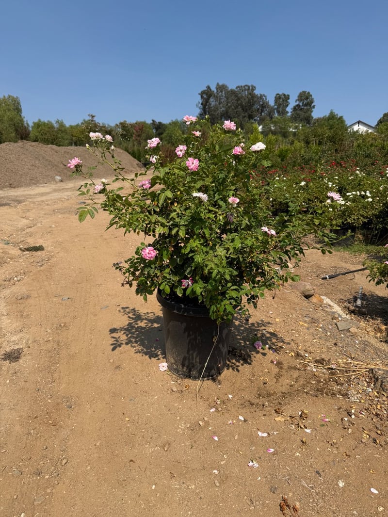 Photo for Rosa 'Iceberg' (Pink) (Pink Iceberg Rose)