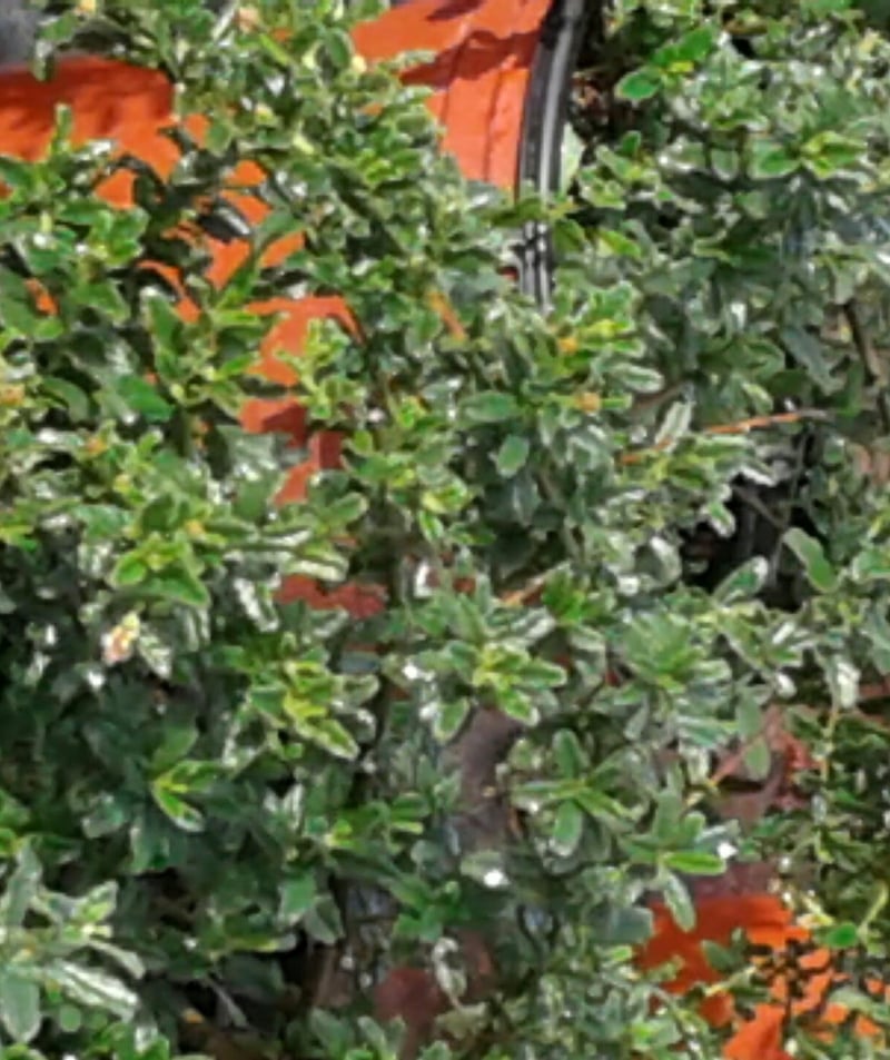 Photo for Ceanothus 'Joyce Coulter' (Joyce Coulter Ceanothus)