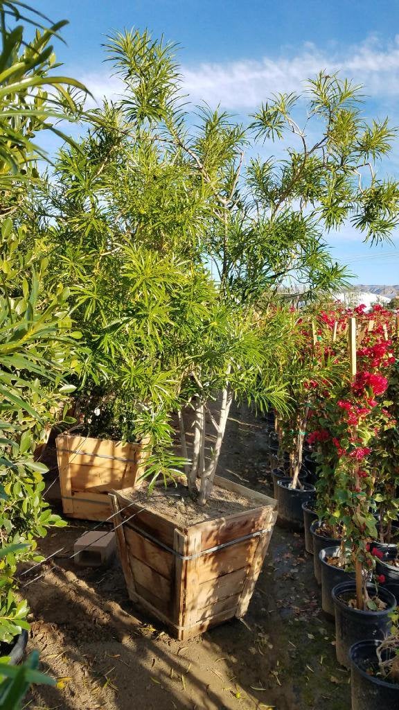 Photo for Thevetia peruviana (Yellow Oleander Tree)