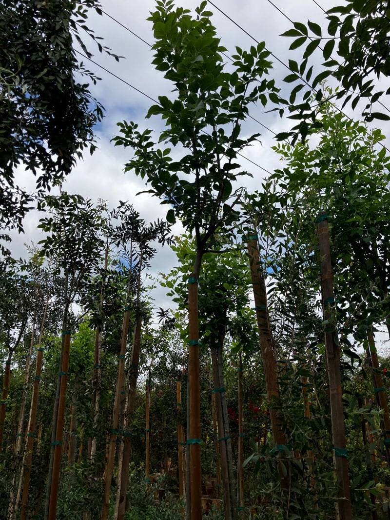 Photo for Fraxinus uhdei (Standard) (Shamel Ash, Evergreen Ash)