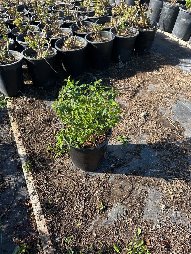 Photo for Cistus salvifolius (Sageleaf Rockrose)