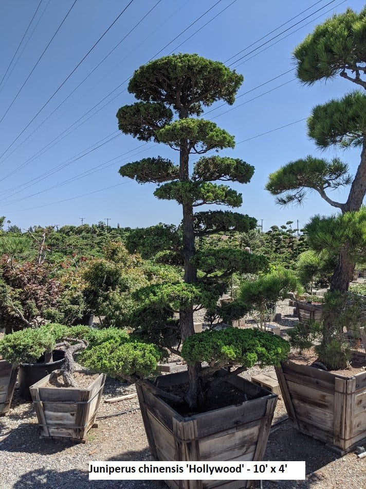 Photo for Juniperus chinensis 'Hollywood' (Bonsai) (Cloud Pruned Juniper)