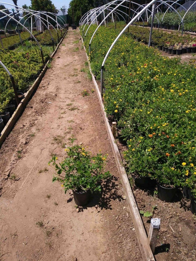 Photo for Lantana camara ‘Gold Mound’ (Gold Mound Lantana)