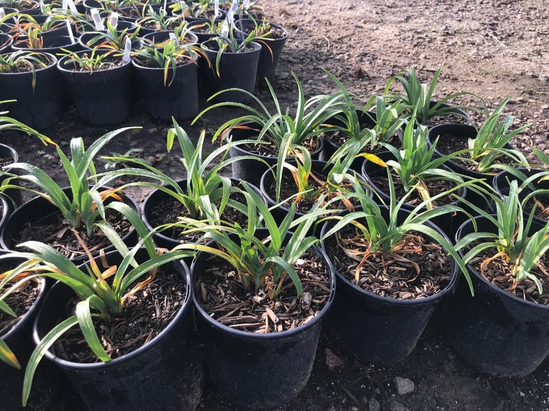 Photo for Hemerocallis x 'Stella de Oro' (Stella De Oro Dwarf Daylily)