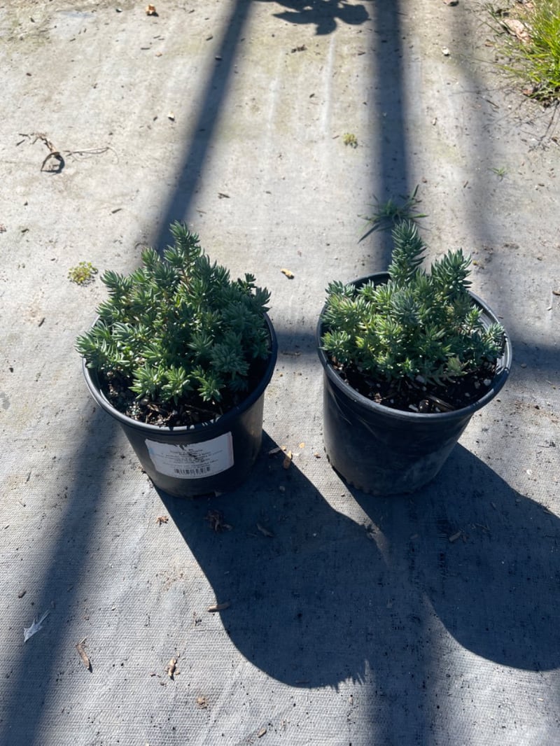 Photo for Sedum reflexum 'Blue Spruce' (Blue Spruce Stonecrop)