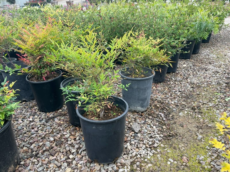 Photo for Nandina domestica (Heavenly Bamboo, Sacred Bamboo)