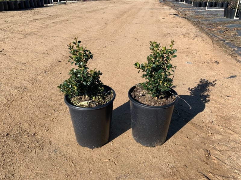 Photo for Buxus microphylla japonica 'Green Beauty' (Japanese Boxwood 'Green Beauty')
