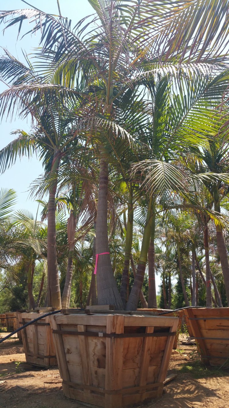 Photo for Archontophoenix cunninghamiana (Multi) (King Palm (Multi))