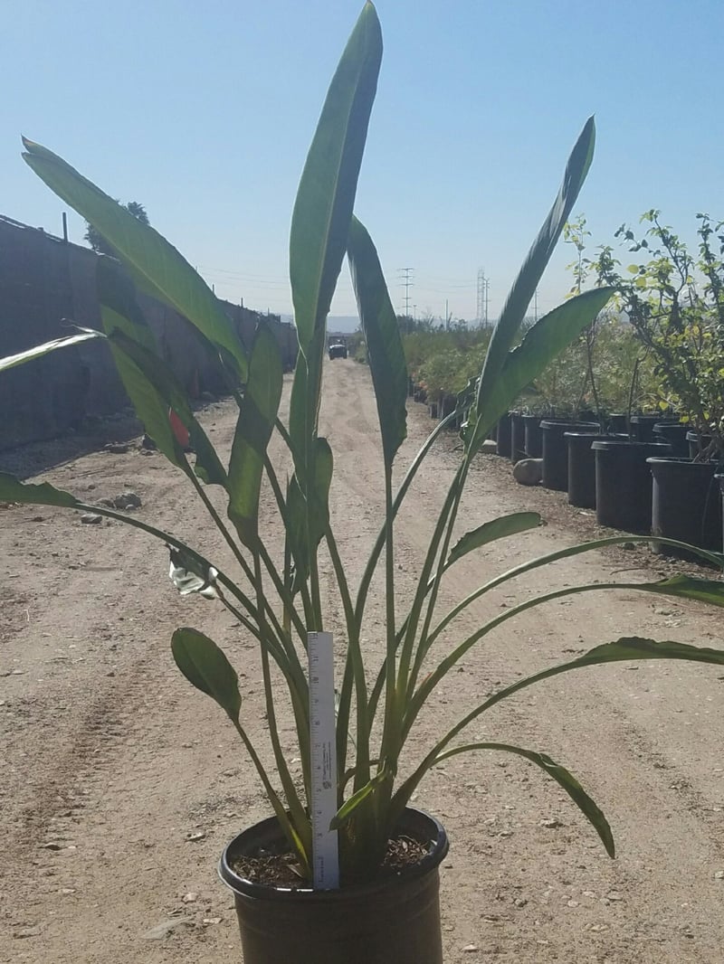 Photo for Strelitzia reginae (Bird of Paradise)