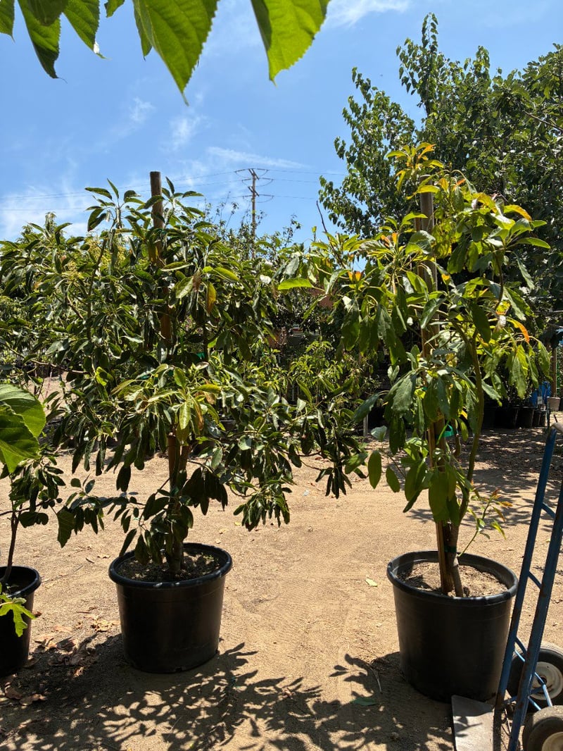 Photo for Persea americana 'Hass' (Hass Avocado)