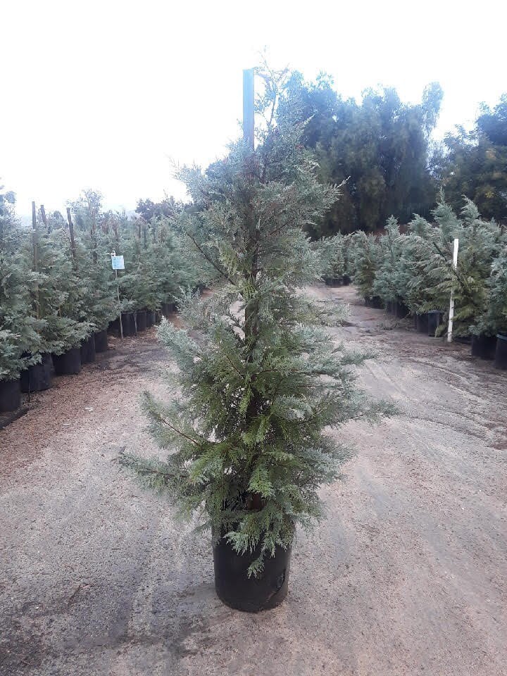 Photo for Cupressus × leylandii (Leylandi Cypress)
