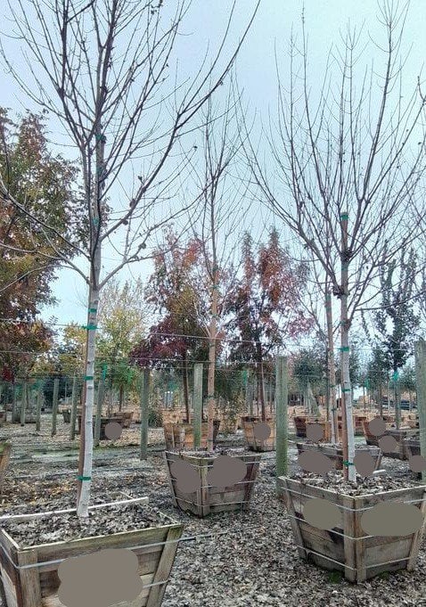 Photo for Acer rubrum 'Frank Jr.' (Redpointe Red Maple)