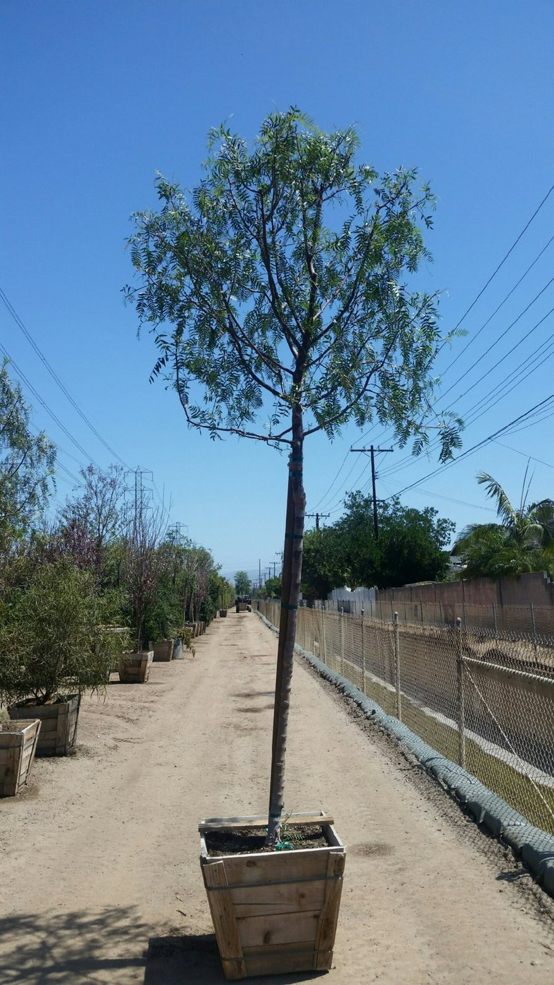 Photo for Schinus molle (Standard) (California Pepper)