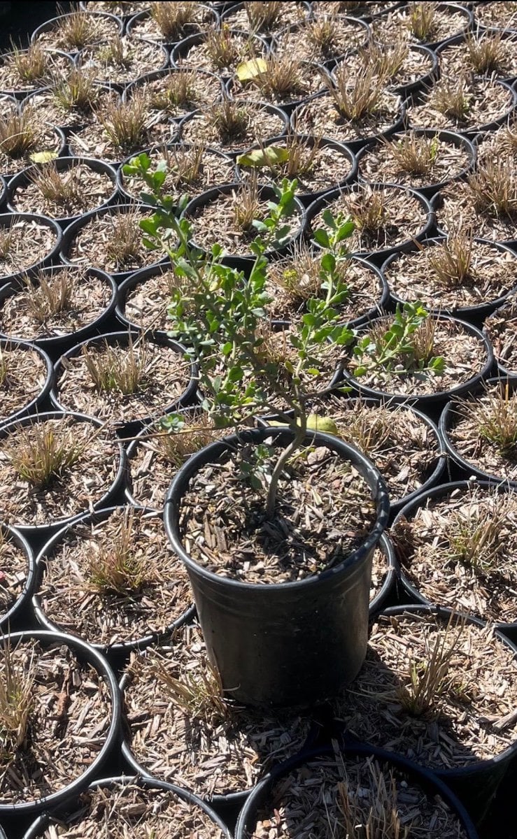 Photo for Baccharis pilularis 'Pigeon Point' (Pigeon Point Dwarf Coyote Brush)